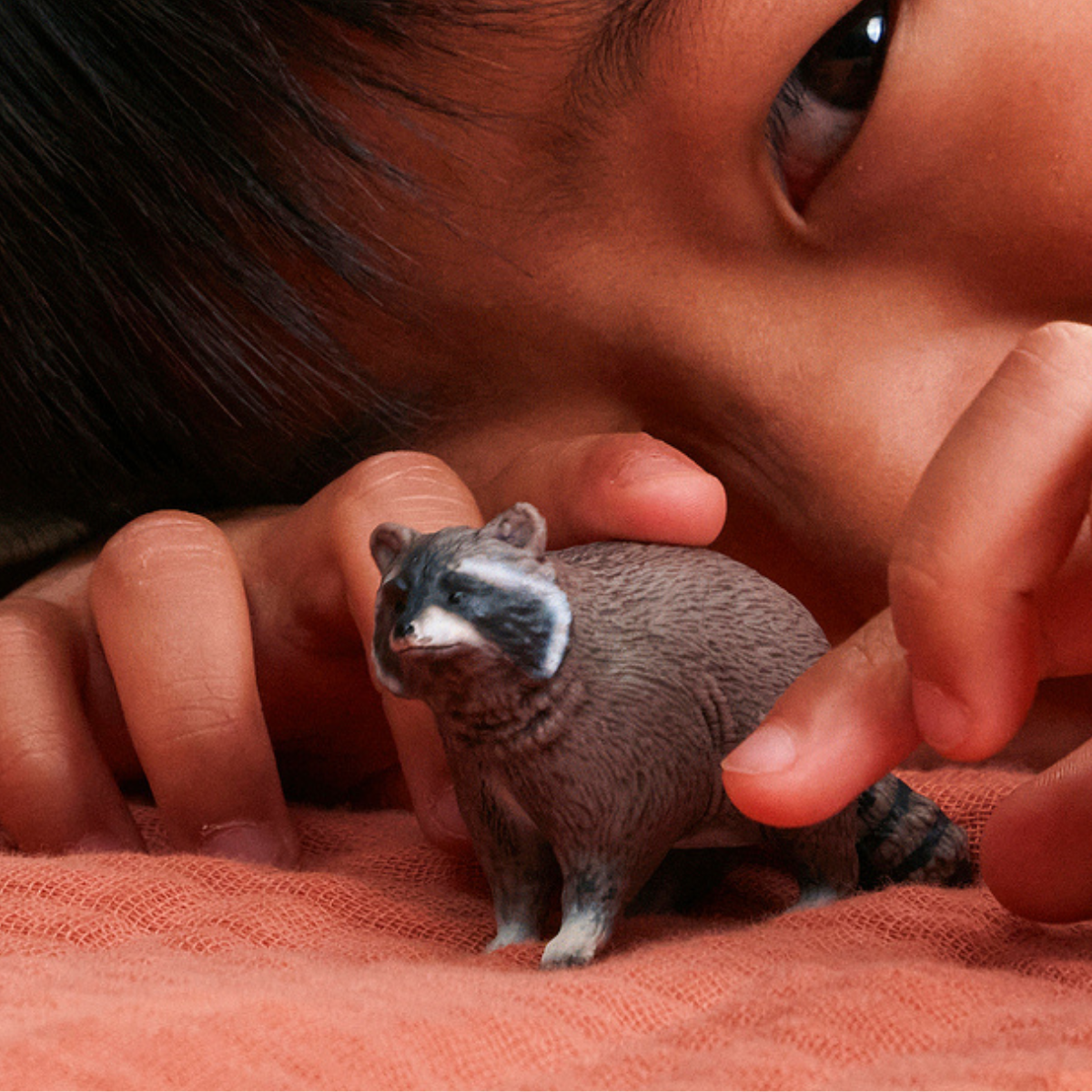 Racoon