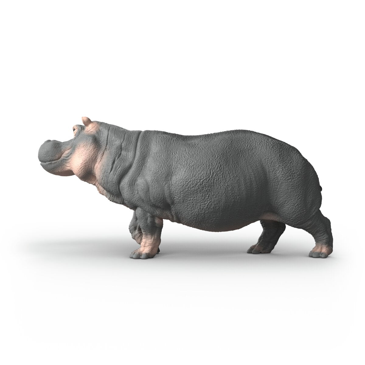 Hippopotamus