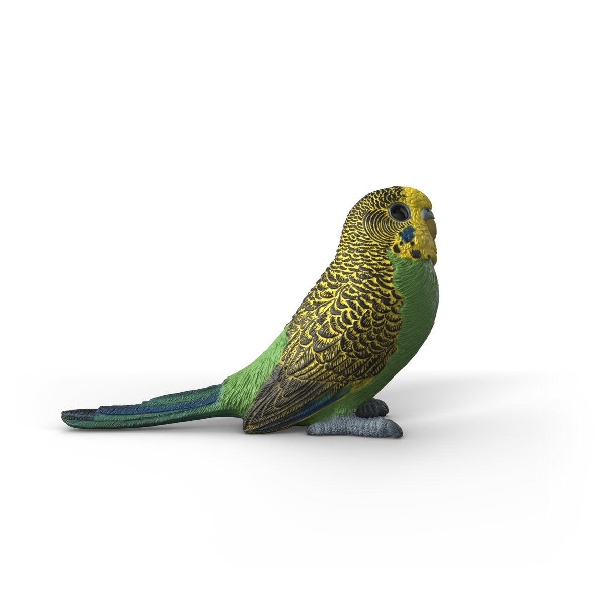 Budgie