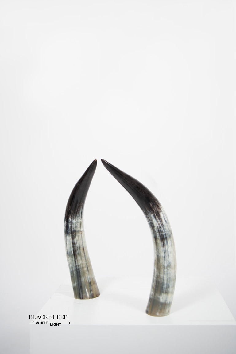 Ankole Dark Decorative Horn Set