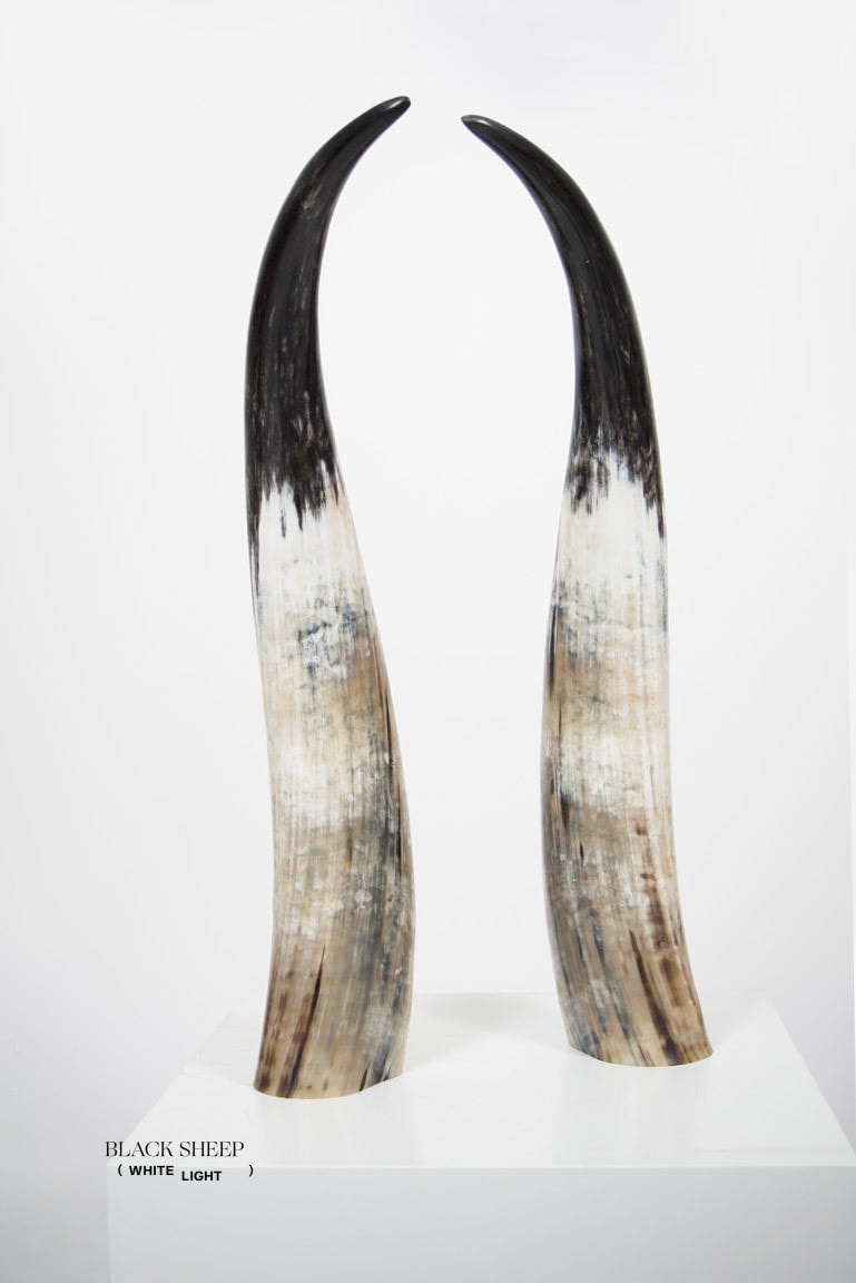 Ankole Dark Decorative Horn Set