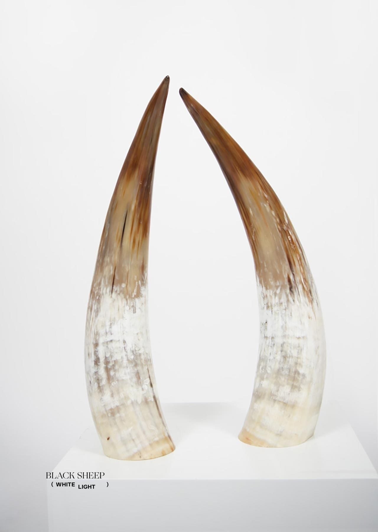 Ankole Light Decorative Horn Set