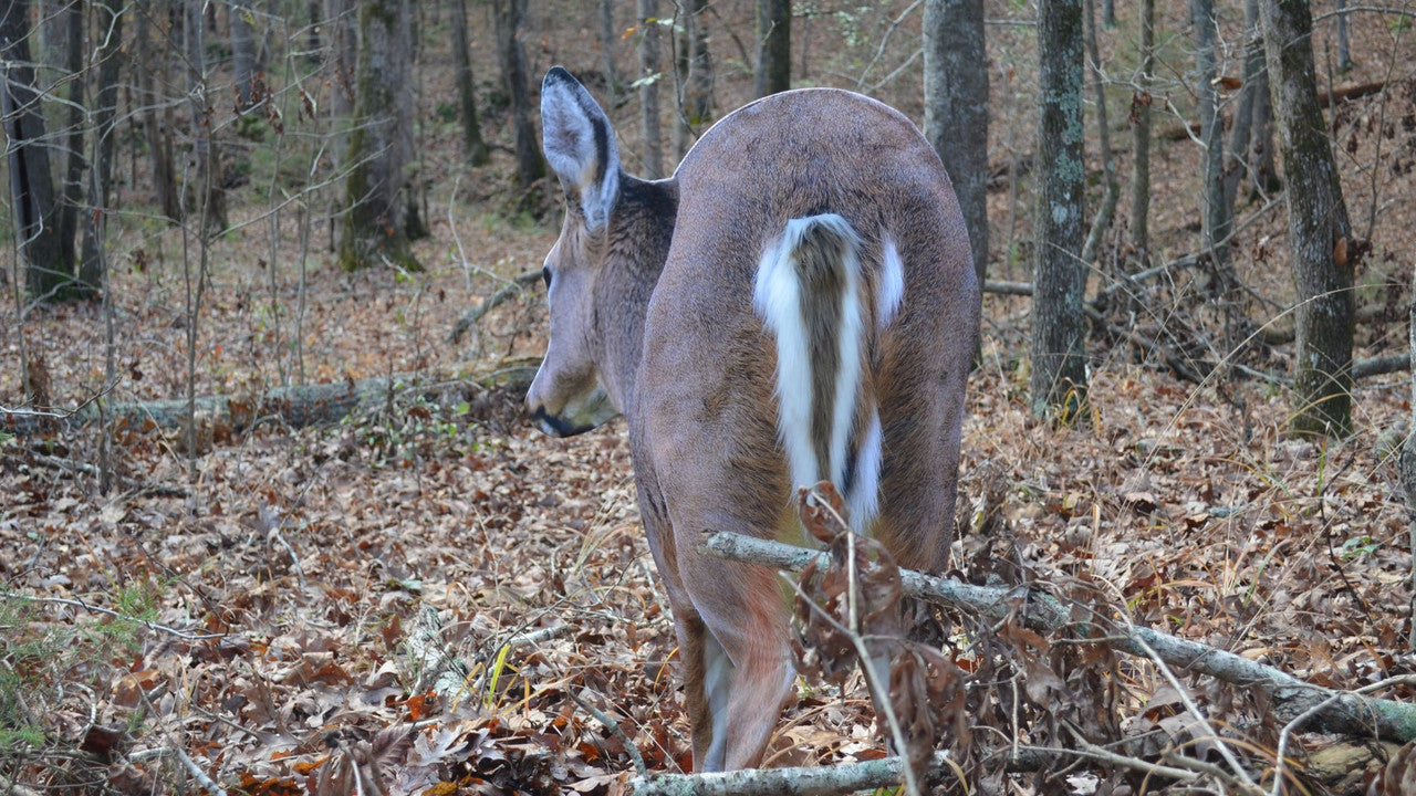 Montana Decoy Deer Rump