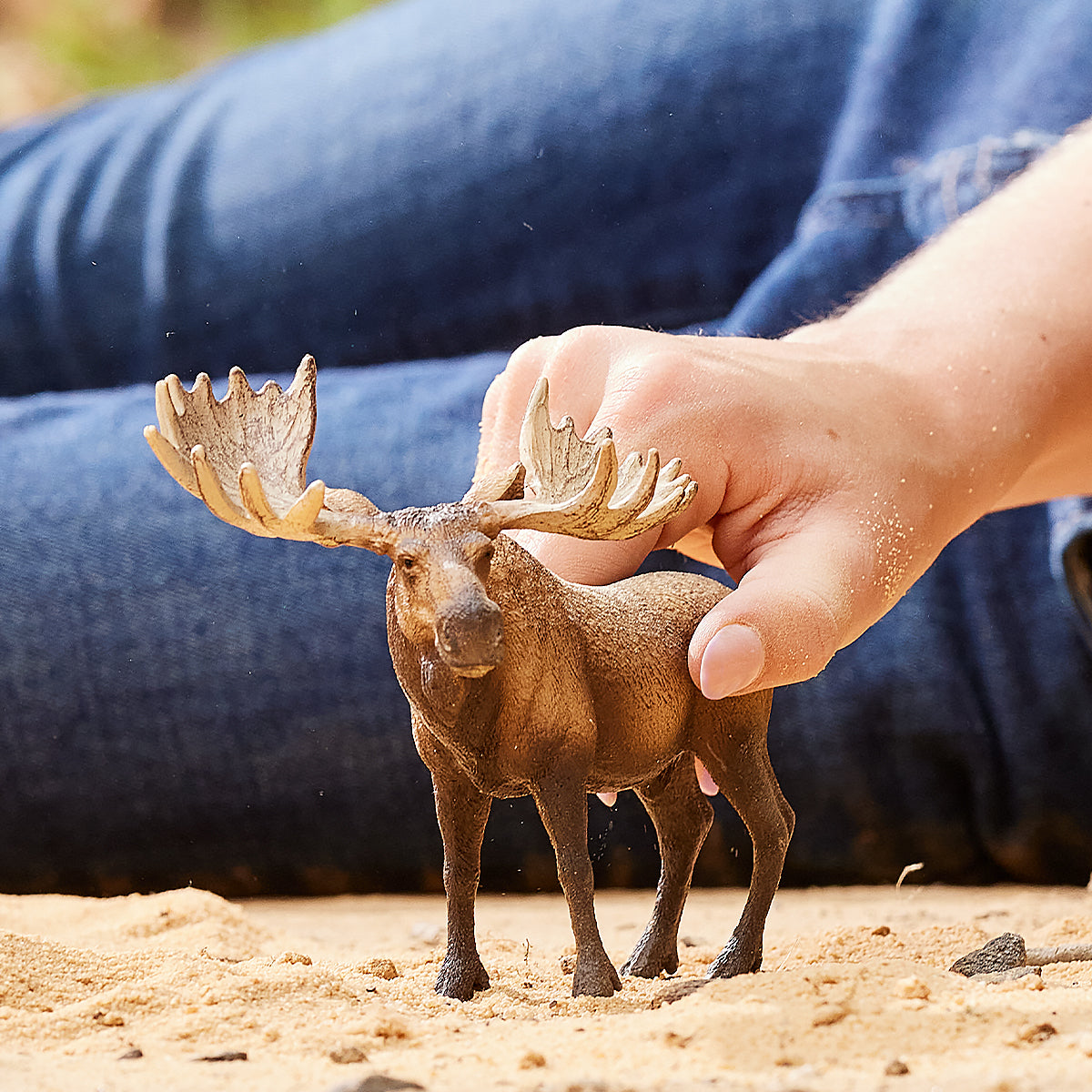 Moose bull