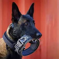K-9 Accessories