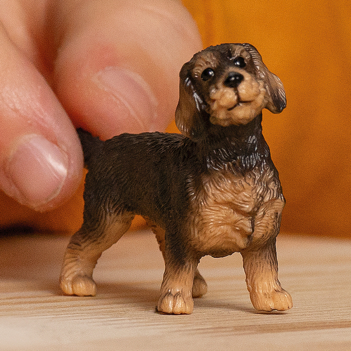 Wire-Haired Dachshund