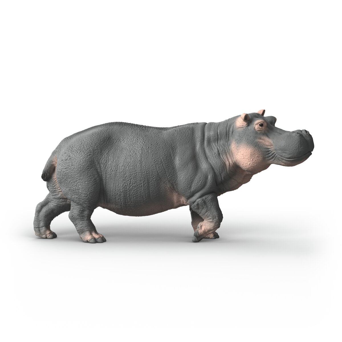 Hippopotamus
