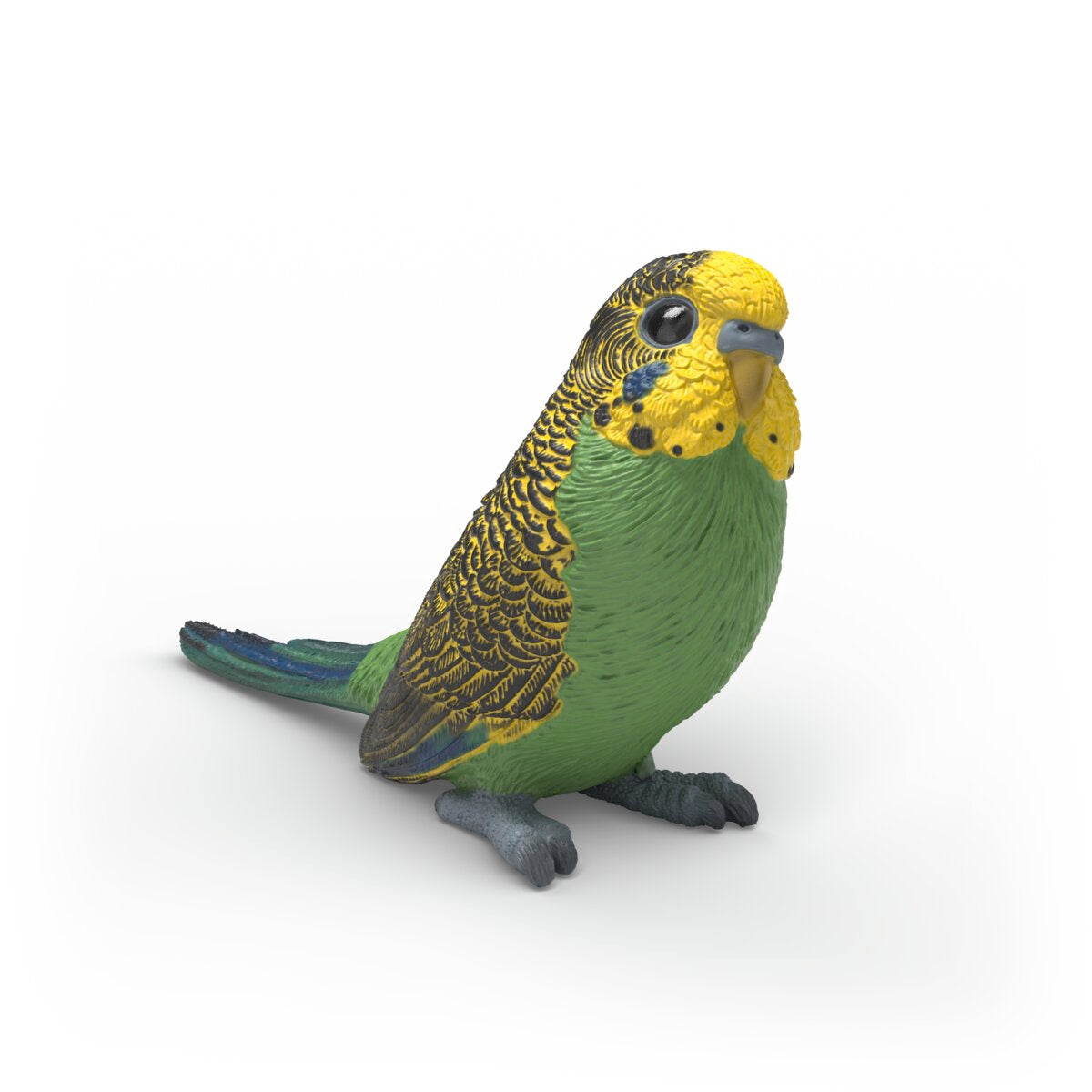 Budgie