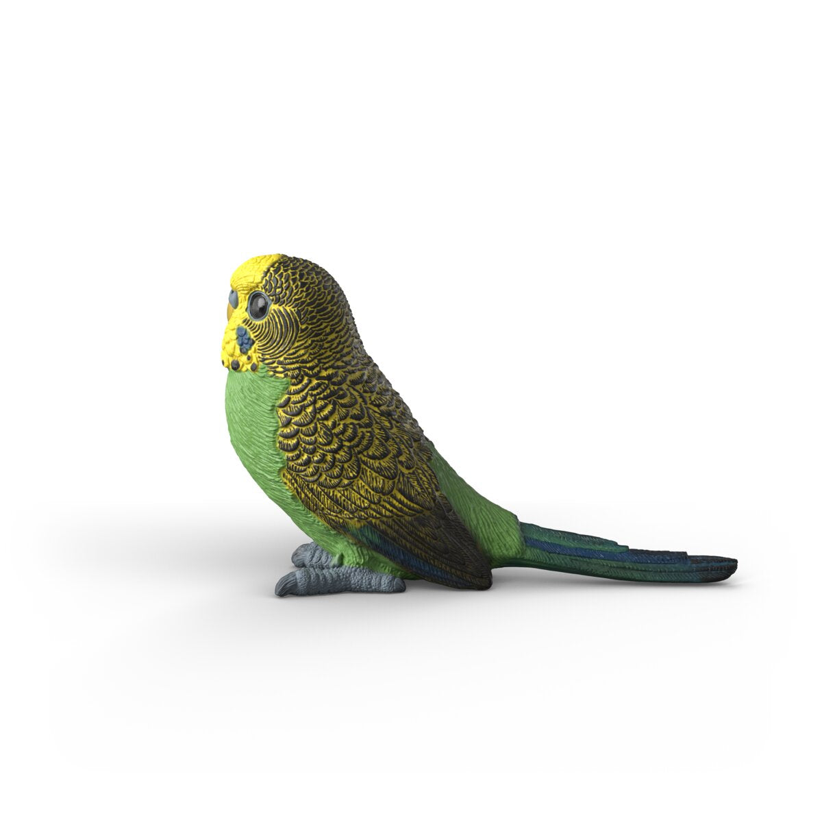 Budgie