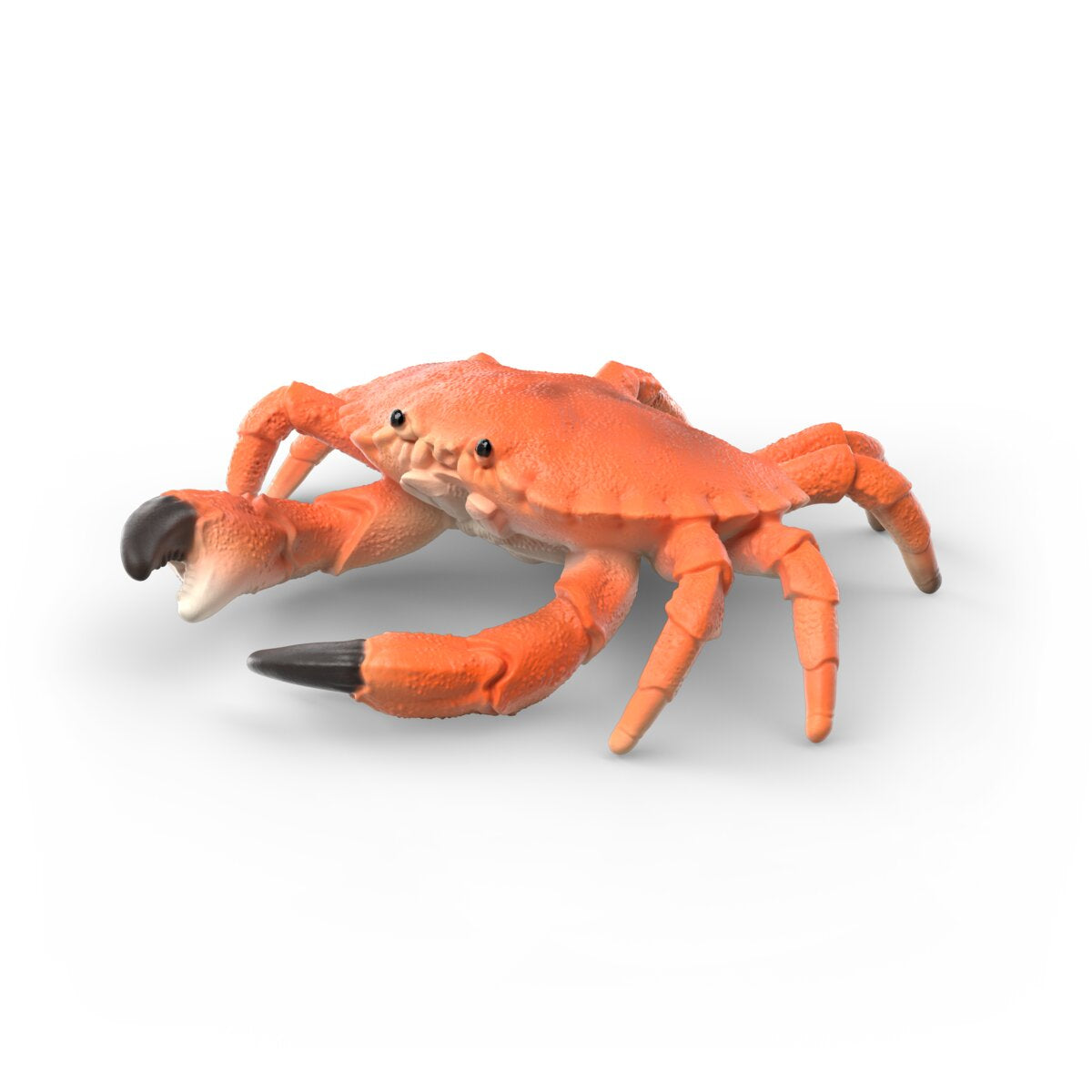 Sea animals discovery set