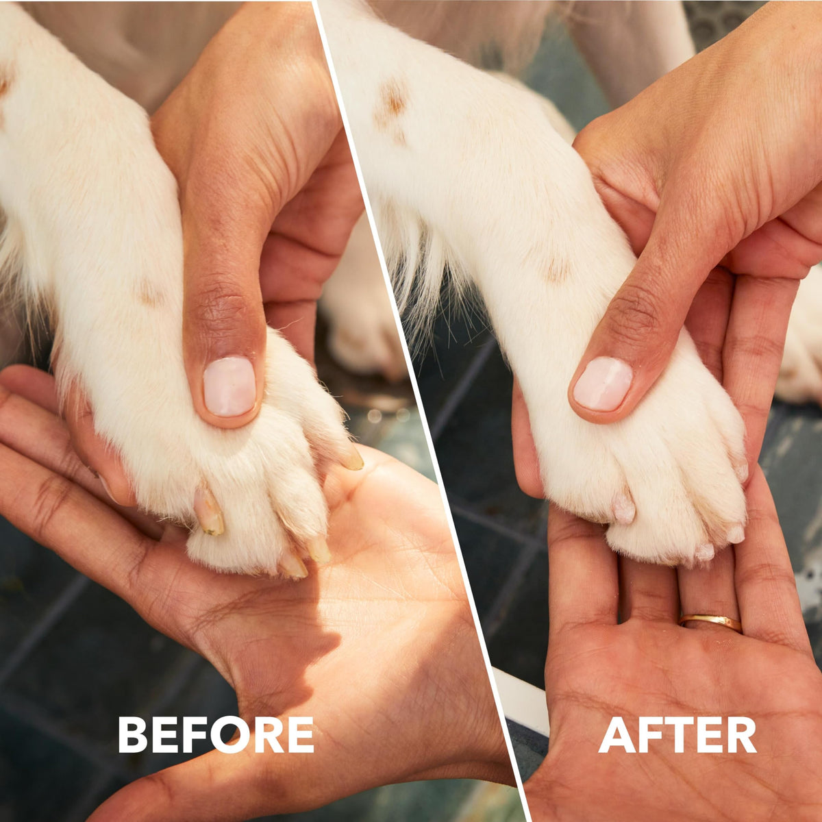 Dremel PawControl Dog Nail Grinder and Trimmer- Safe & Humane Pet Grooming Tool Kit- Cordless & Rechargeable Claw Grooming Kit for Dogs, Cats, and Small Animals 7760-PGK 🍁 All In One Marketplace Canada