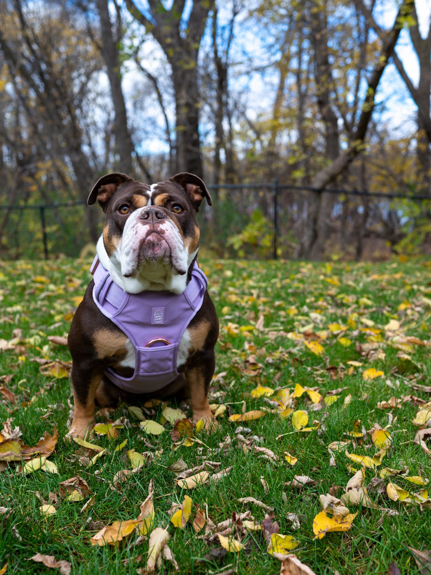 Heavy-Duty Everyday Harness - Lilac