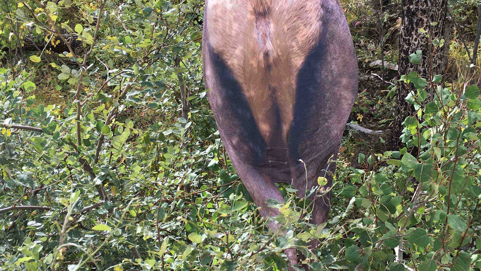 Montana Decoy Back Country Elk