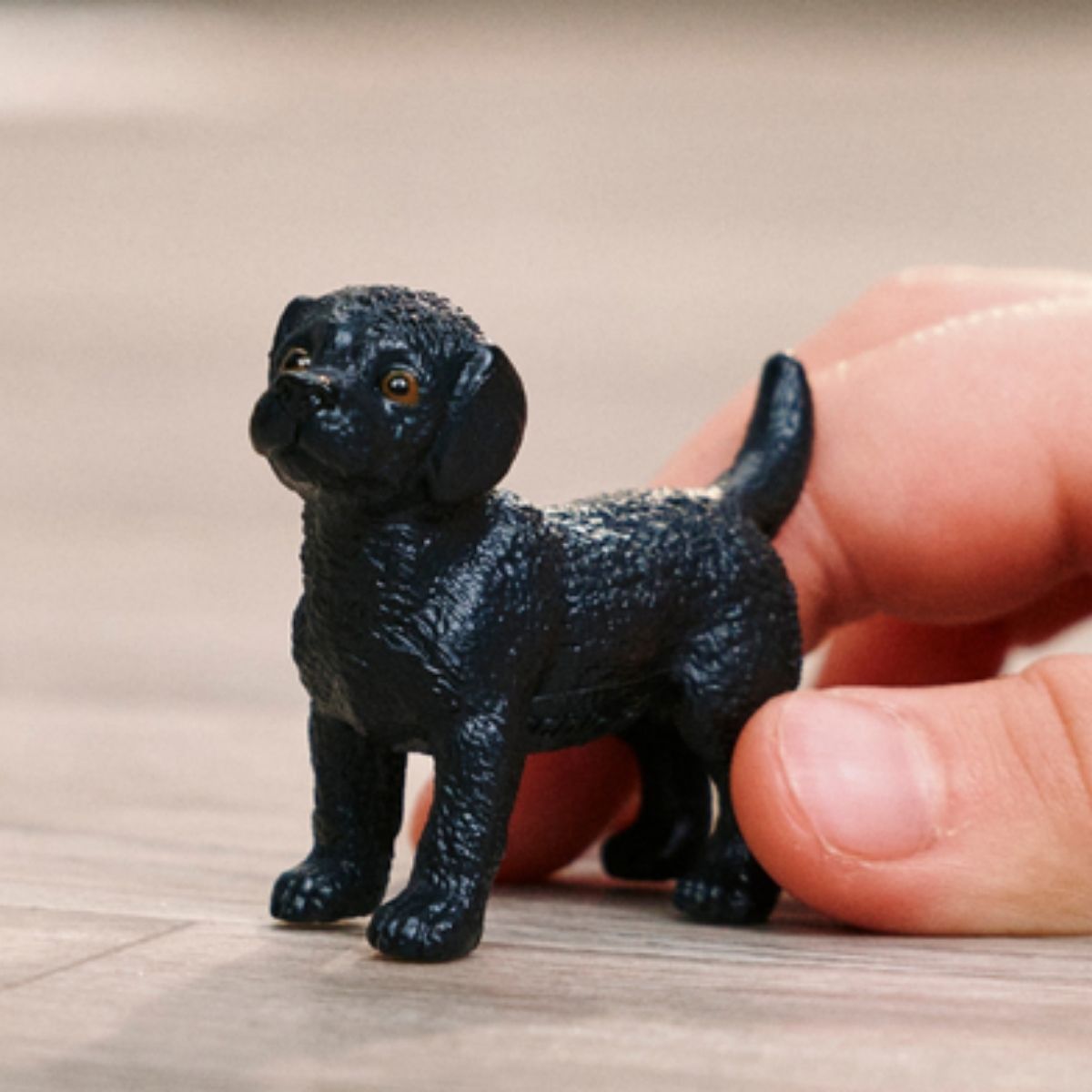 Black Labrador Retriever puppy