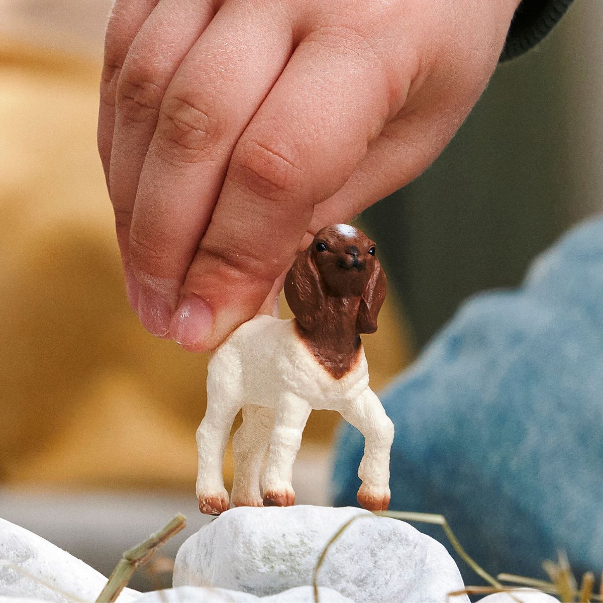 Boer Goat kid