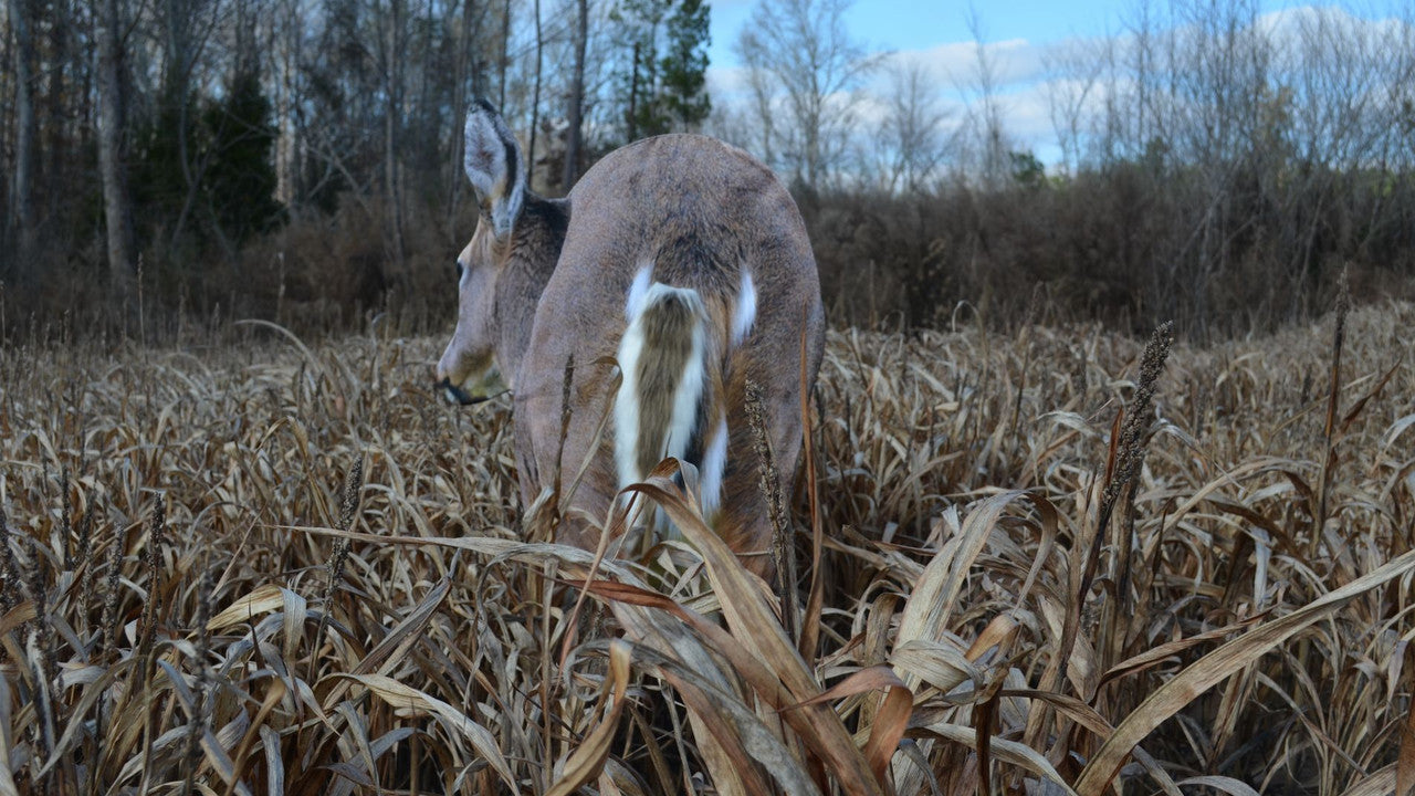 Montana Decoy Deer Rump