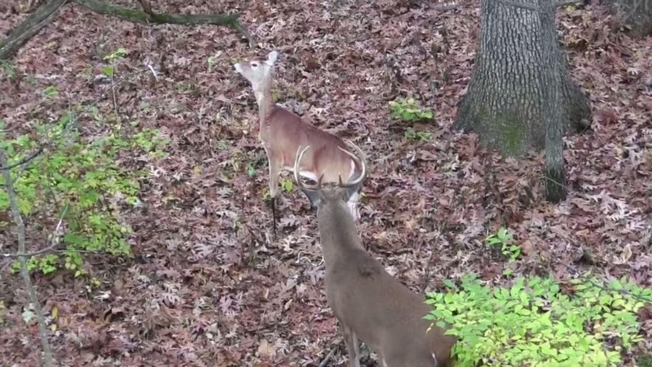 Montana Decoy Dreamy Doe