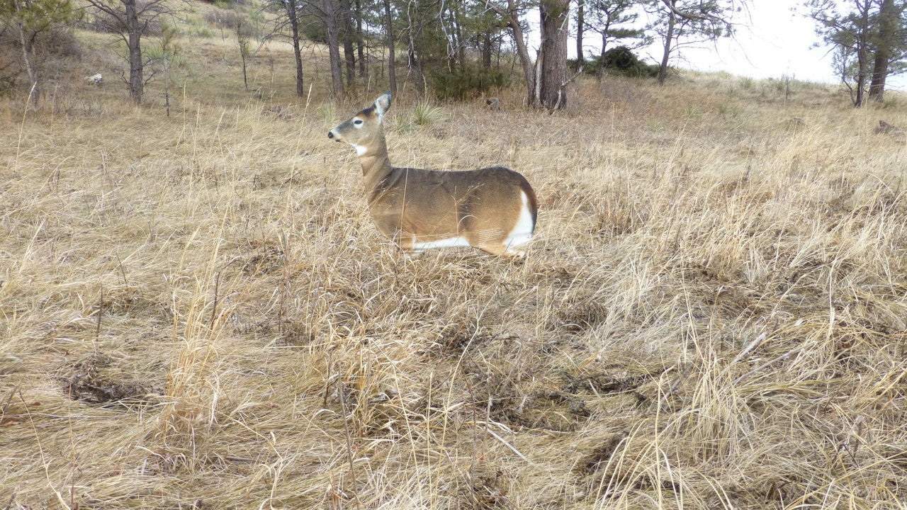 Montana Decoy Dreamy Doe