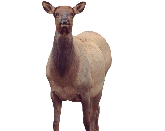 Montana Decoy Eichler Elk Decoy