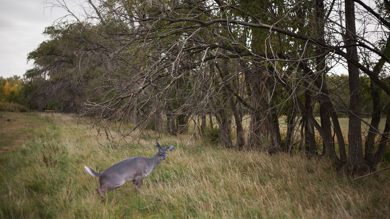 Montana Decoy Estrus Betty Whitetail Decoy