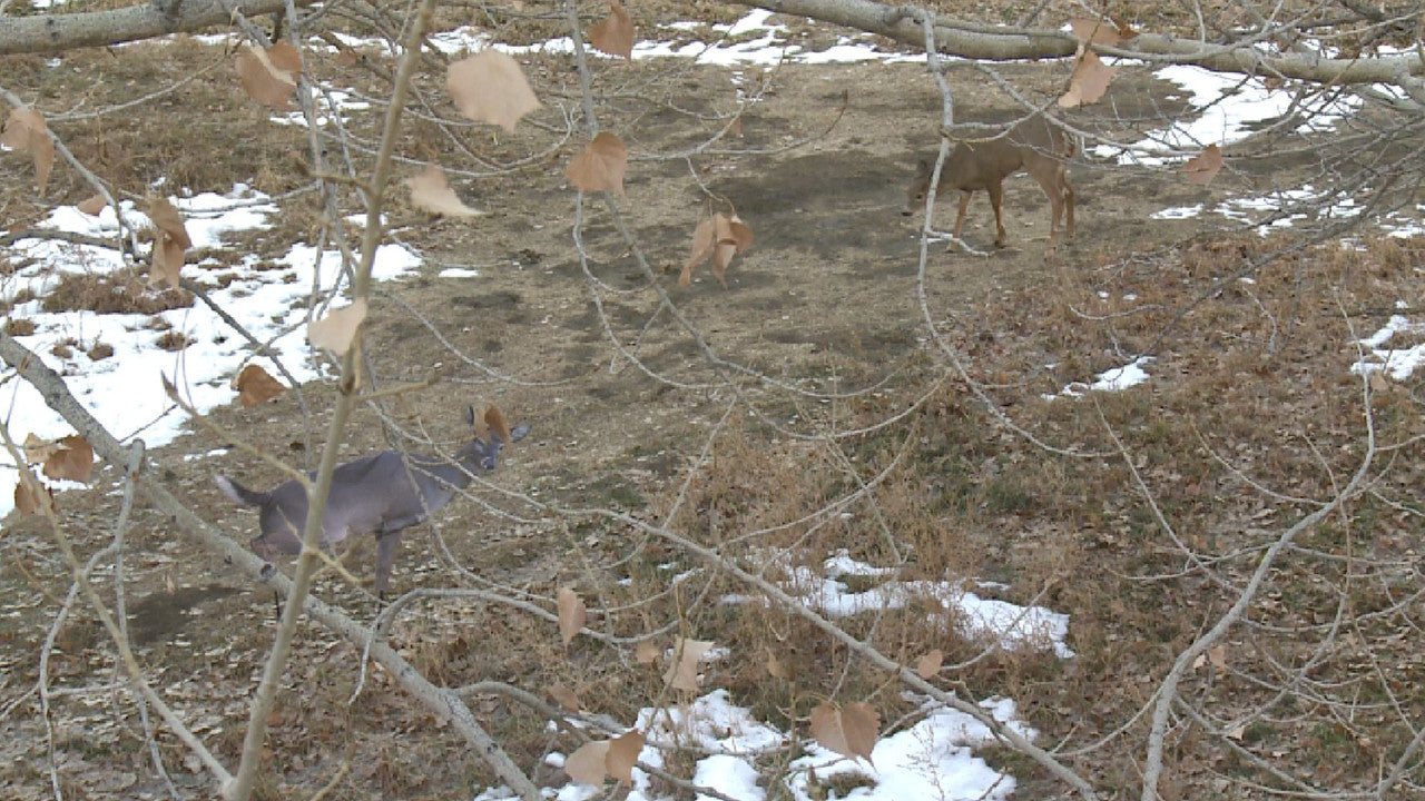 Montana Decoy Estrus Betty Whitetail Decoy