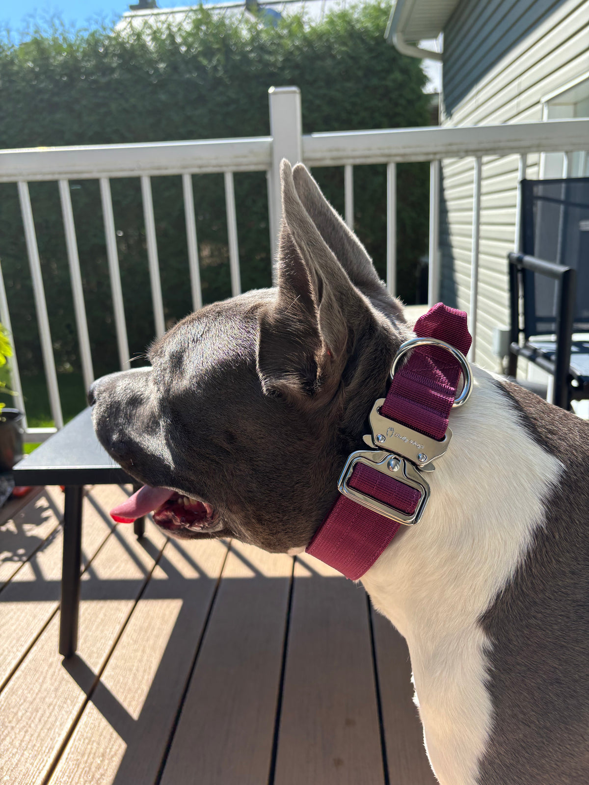 1.5" Tactical Collar with Handle - Cherry Wine