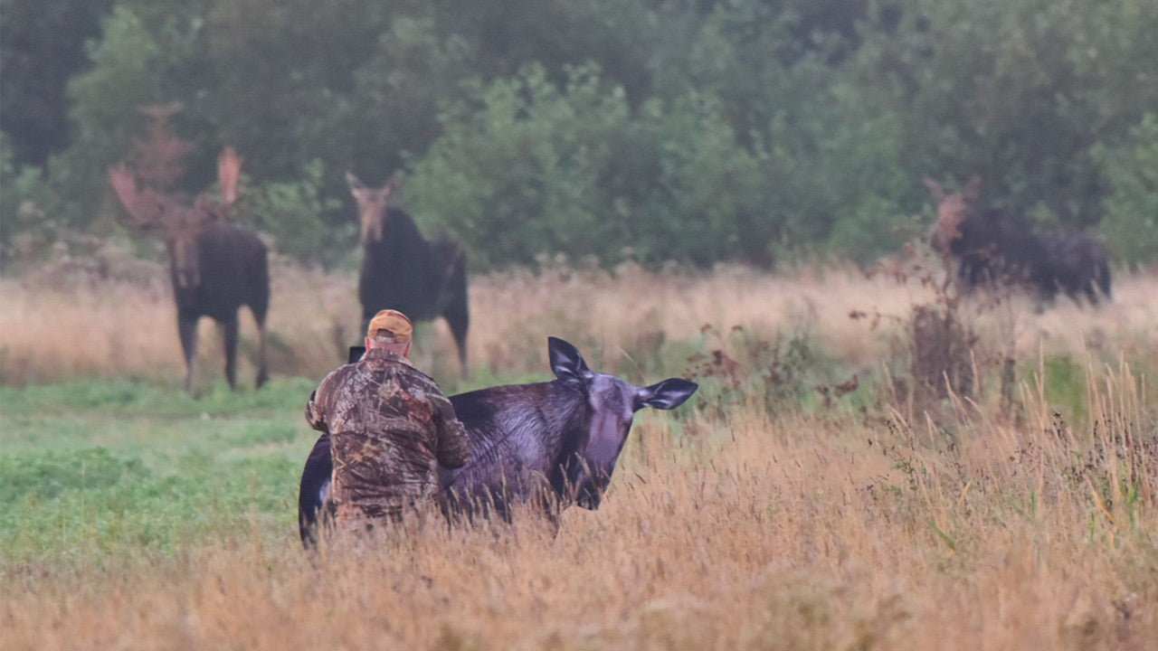 Montana Decoy Moose II