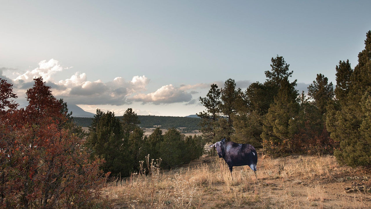 Montana Decoy Moose II