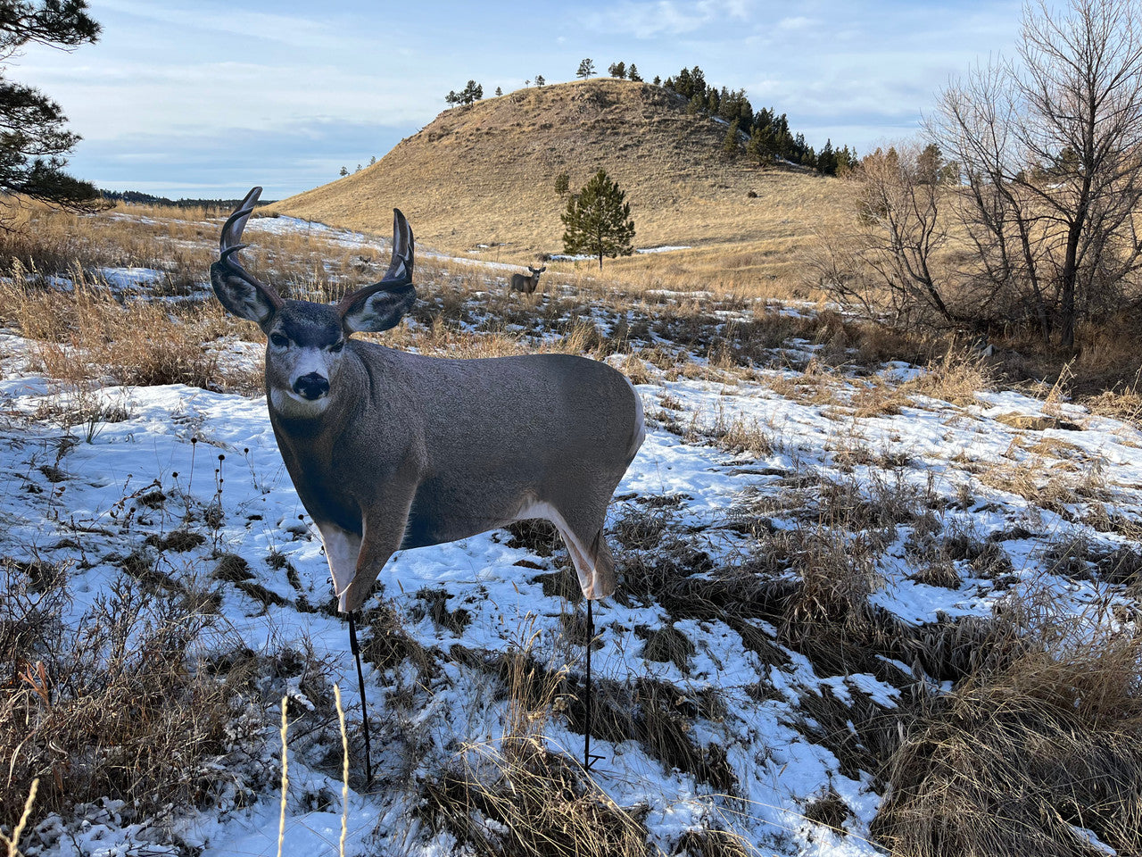 Montana Decoy Muley Buck