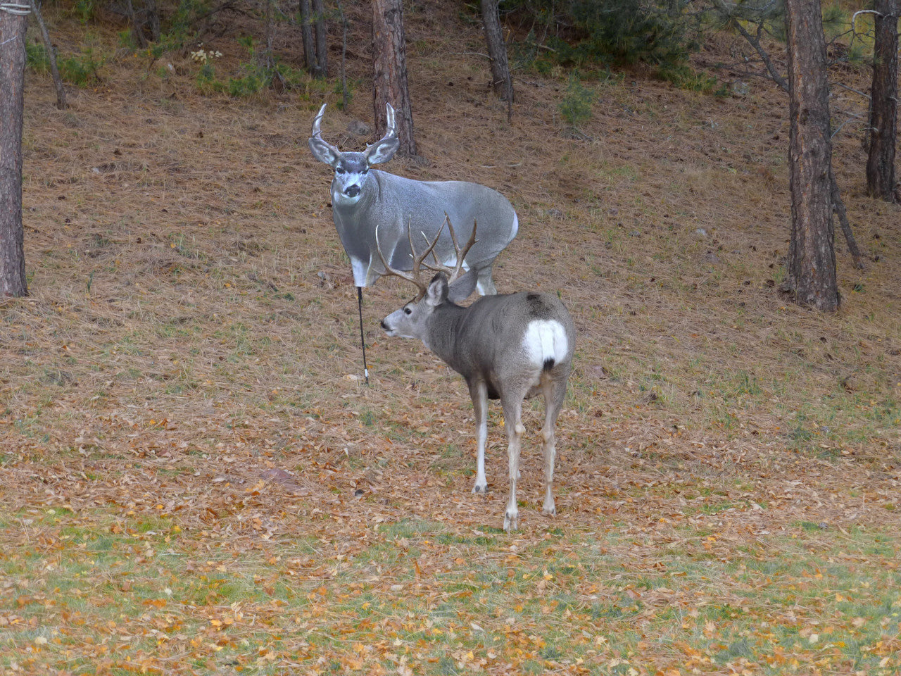 Montana Decoy Muley Buck