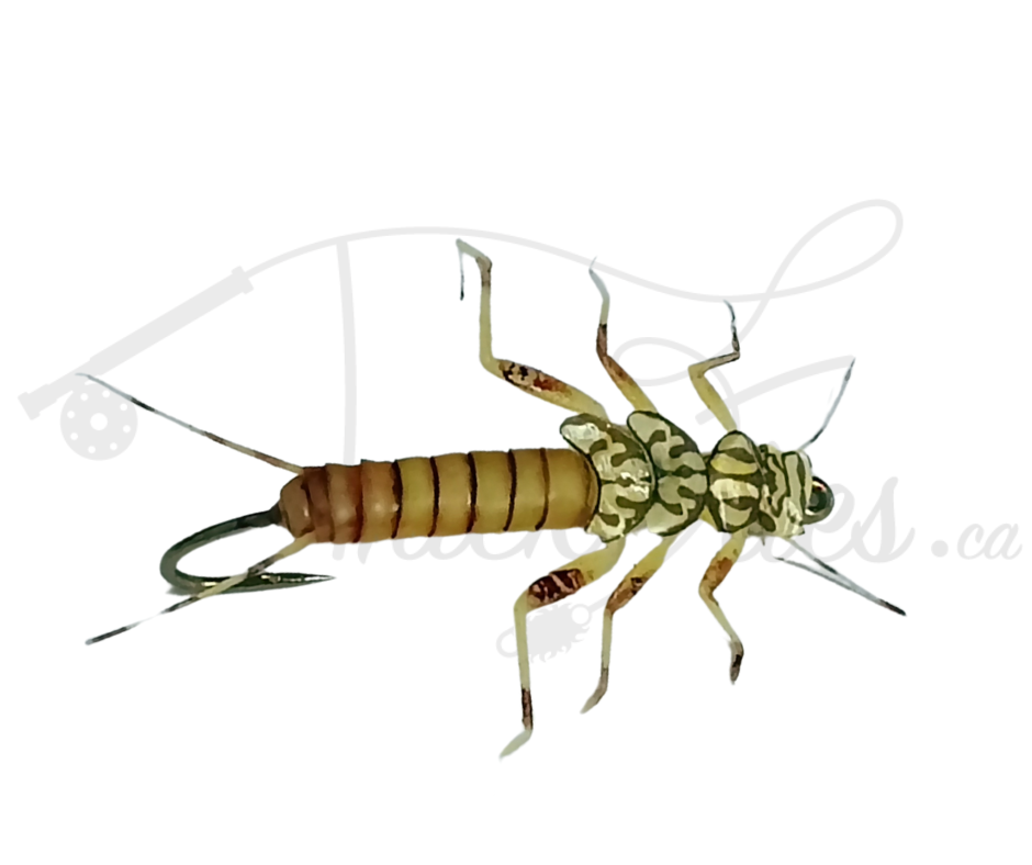 Realistic Stonefly Nymph Gold