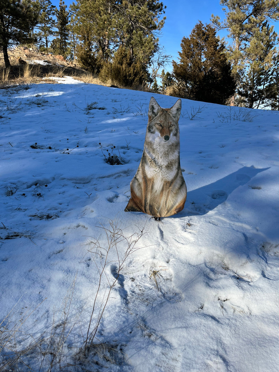 Montana Decoy Sitting Coyote