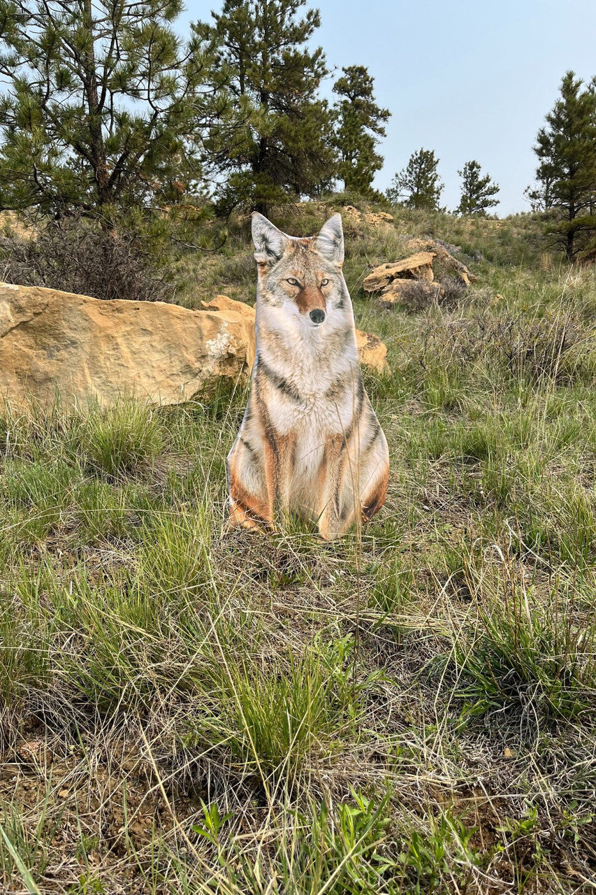 Montana Decoy Sitting Coyote