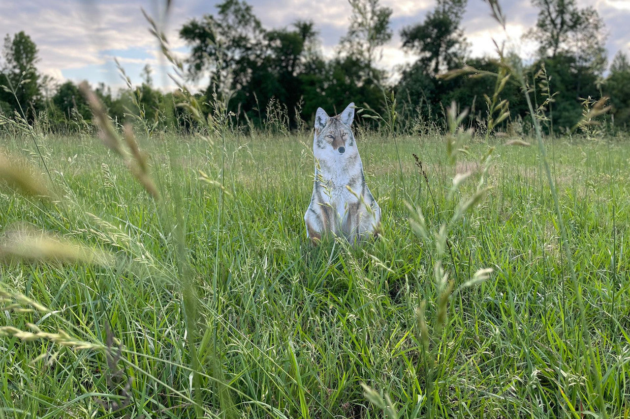 Montana Decoy Sitting Coyote