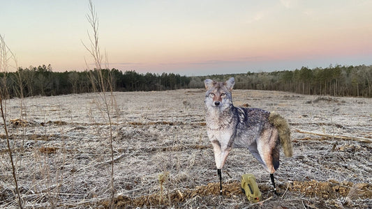 Montana Decoy Song Dog Coyote Decoy