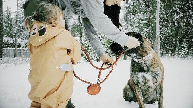 Lazy Bear Dog Bed - Uncle Mike's Outdoors and More!