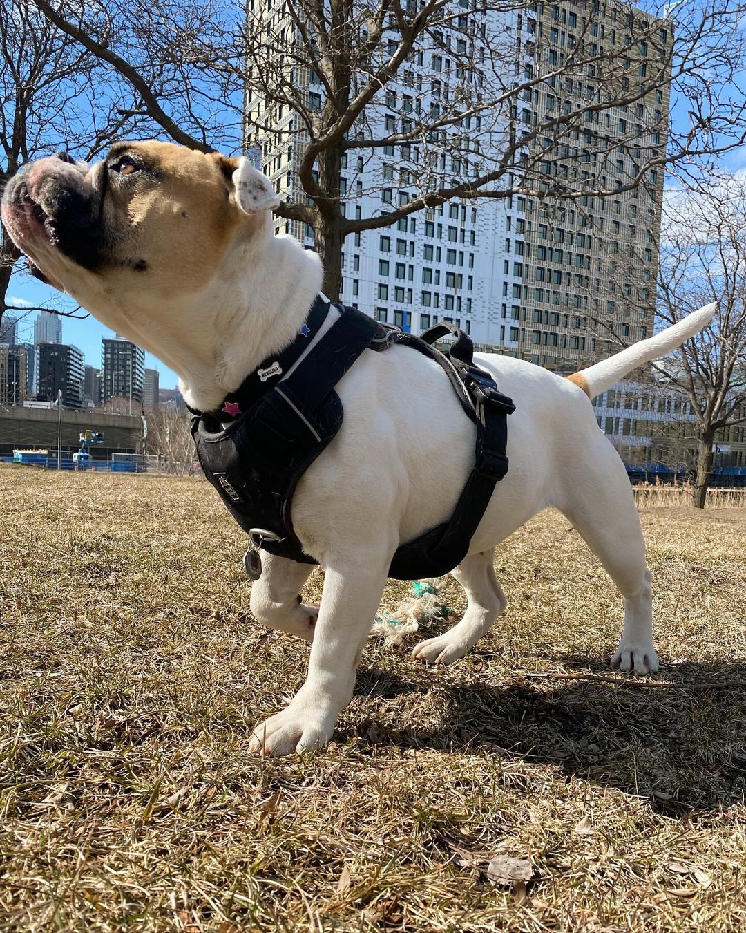 Heavy-Duty Everyday Harness - Black