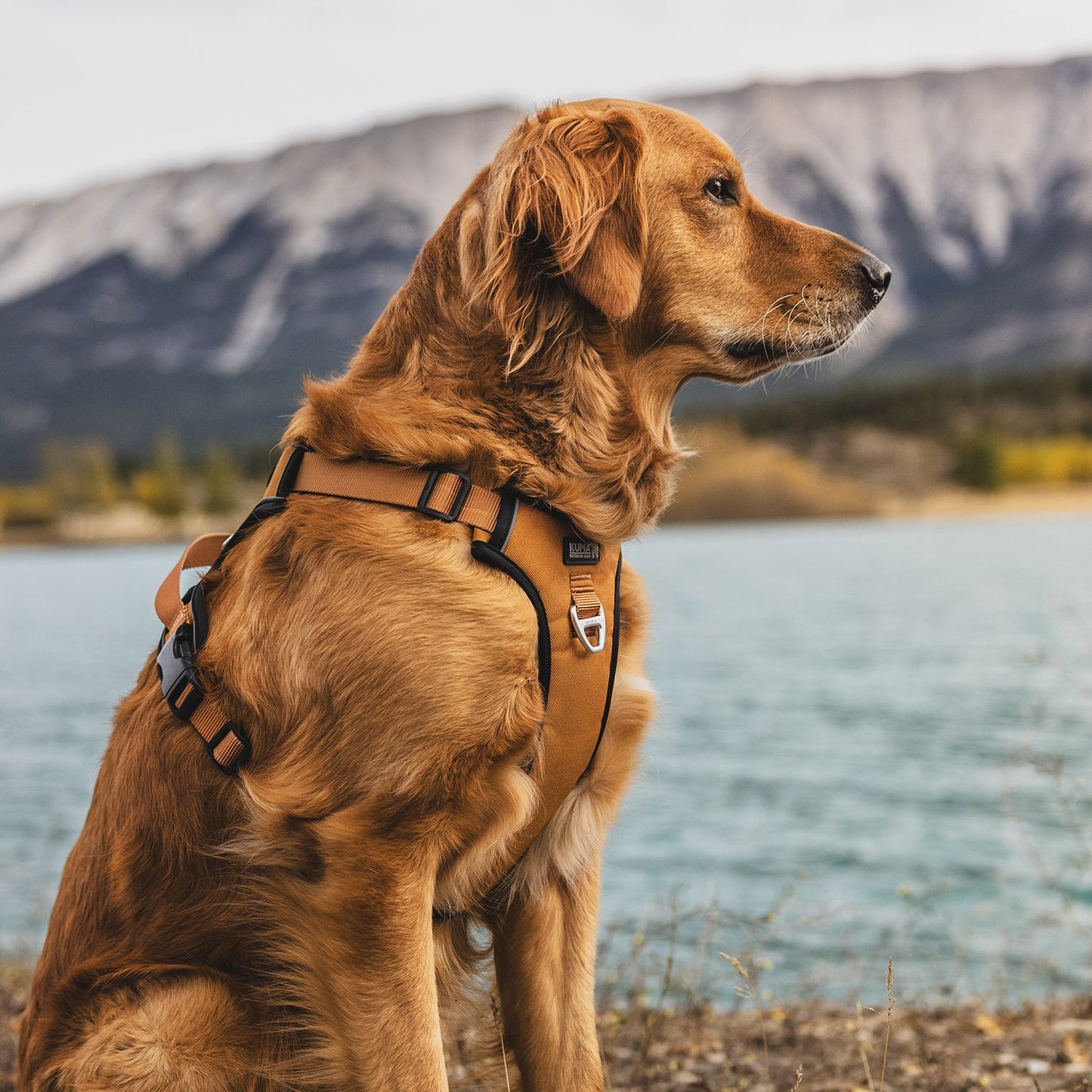 Lazy Bear Dog Harness