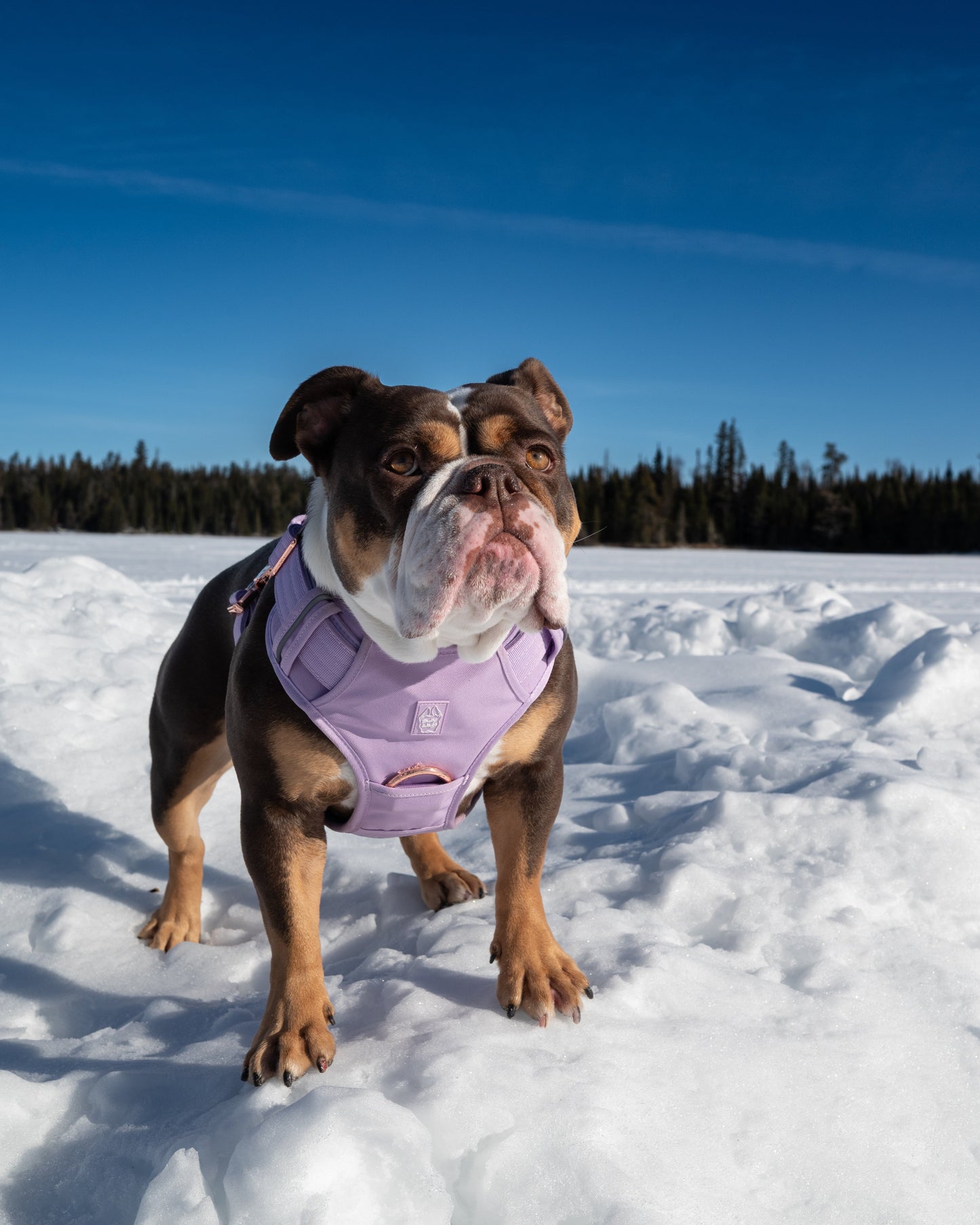 Heavy-Duty Everyday Harness - Lilac