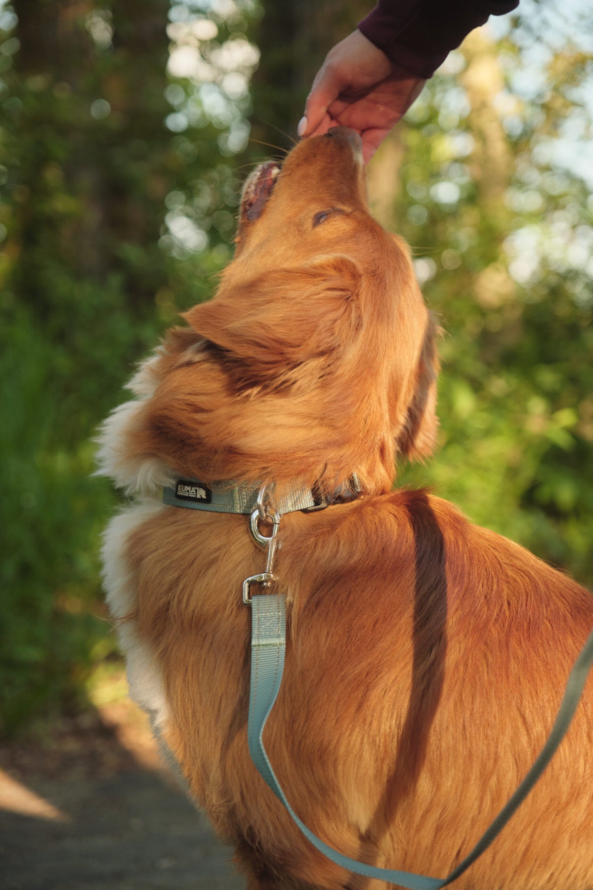Lazy Bear Dog Collar