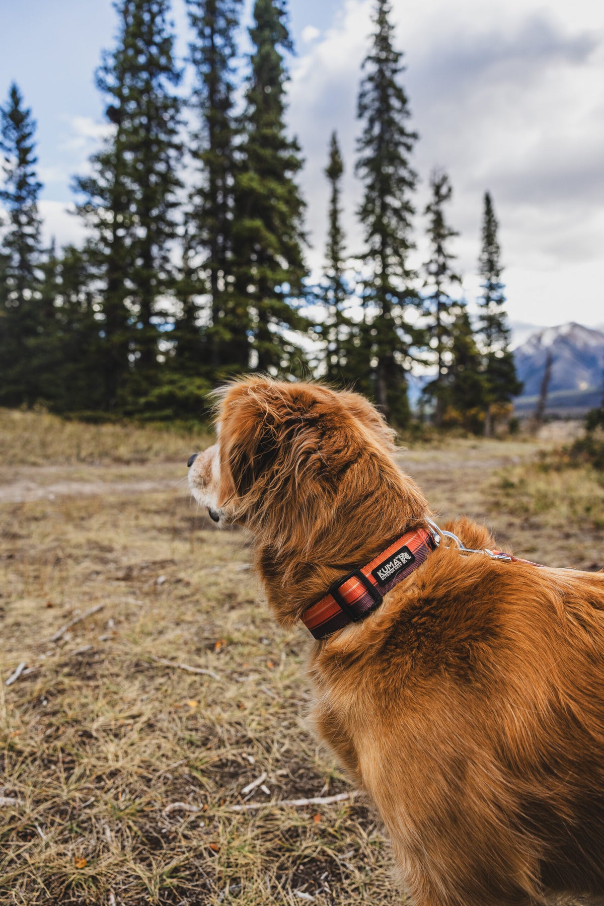 KUMA Backtrack Dog Leash