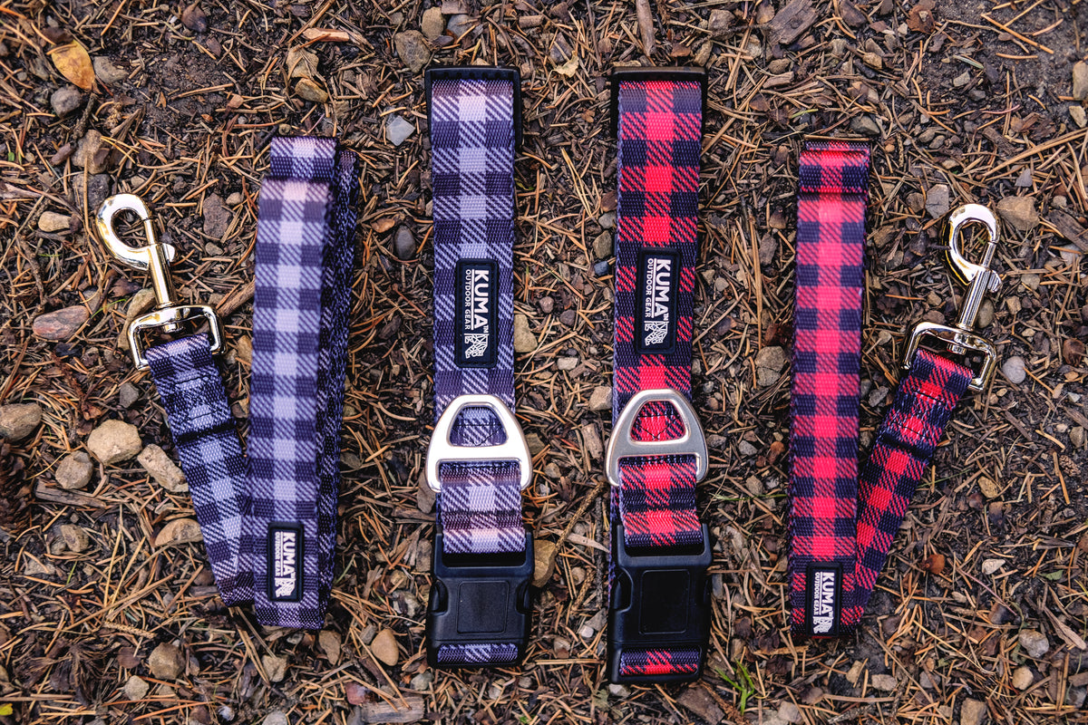 Lazy Bear Dog Collar