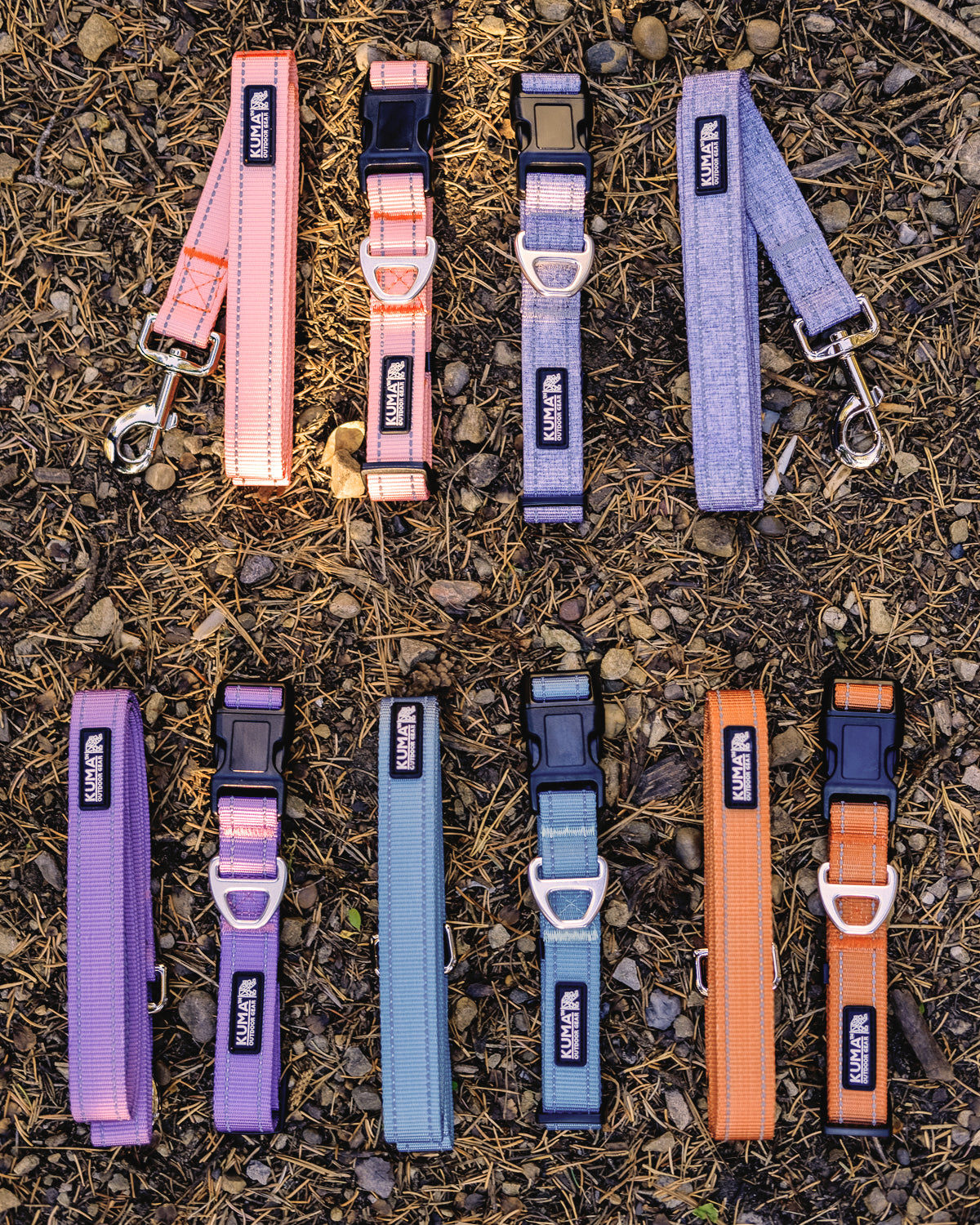 Lazy Bear Dog Collar
