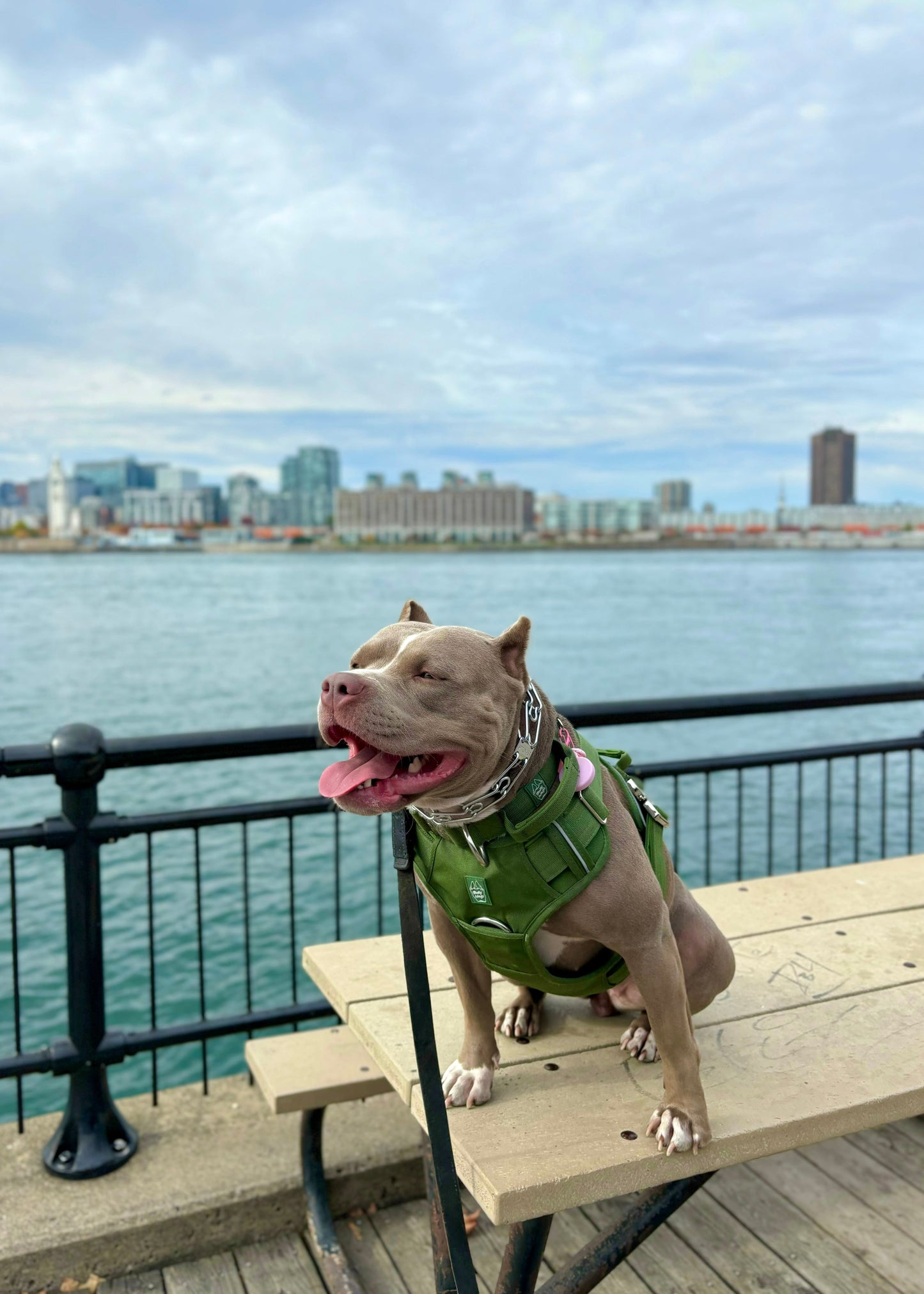 Heavy-Duty Everyday Harness - Cactus Green