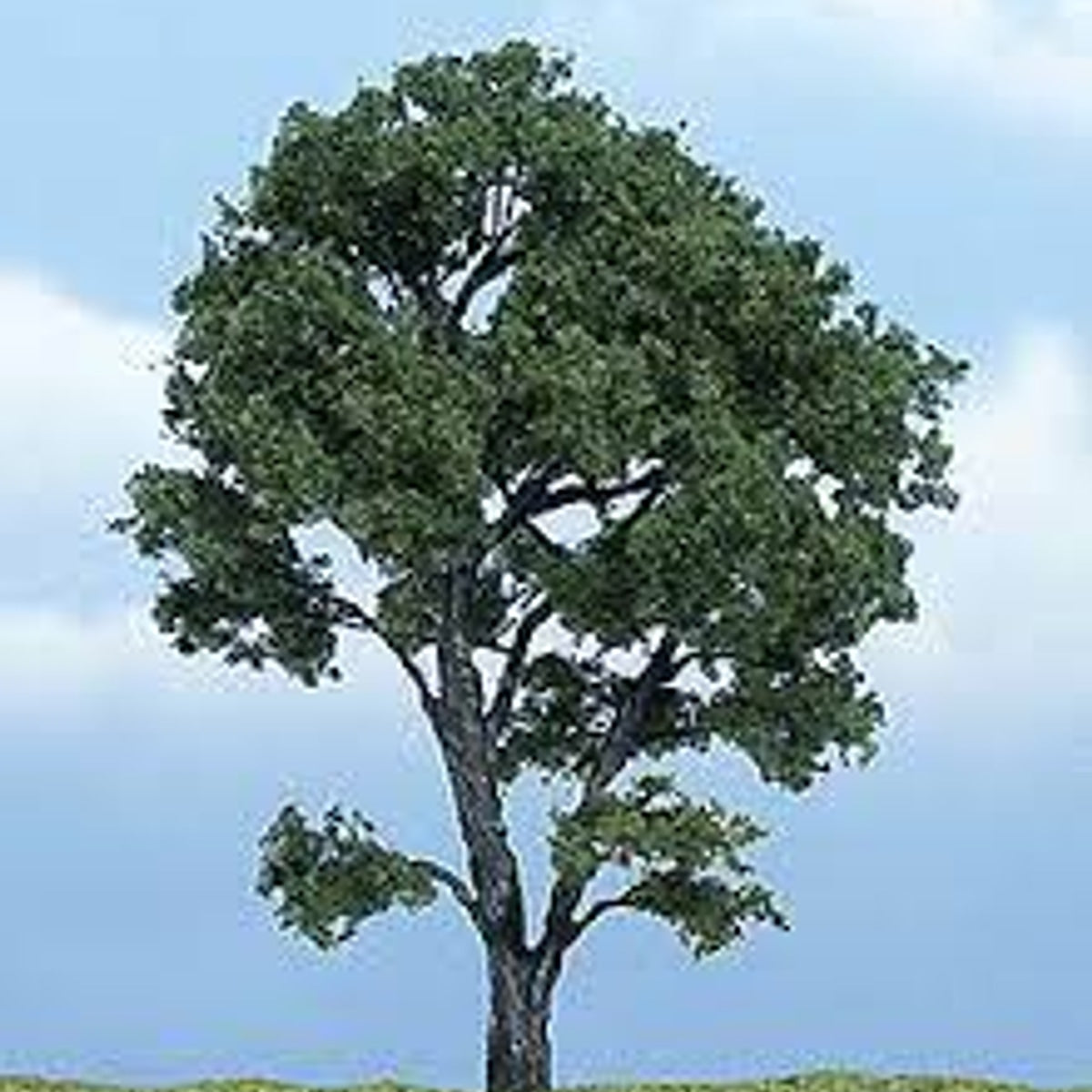 Woodland Scenics Ready Made Premium Trees Maple 4-3/8" (11.1cm)